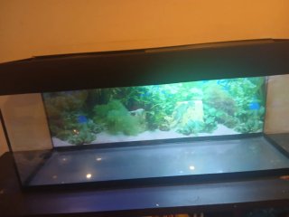 Acuario Negro y Transparente
