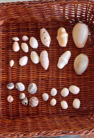 Conjunto di conchiglie marine naturali