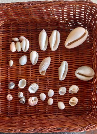 Conjunto di conchiglie marine naturali
