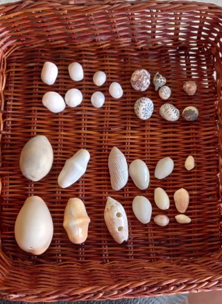Conjunto di conchiglie marine naturali
