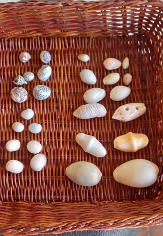 Conjunto di conchiglie marine naturali