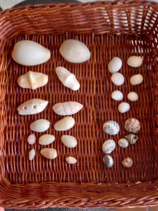 Conjunto di conchiglie marine naturali
