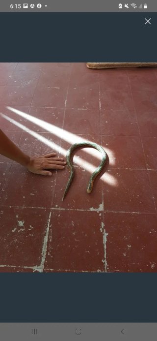 Lote de 28 animales varios tamaños