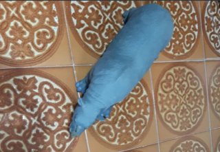 Lote de 28 animales varios tamaños