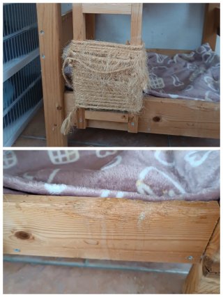 Cuccia Letto a castello gatti legno artigianale