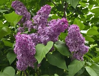 Arbusto Lilo Flor Morada