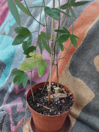 Pianta di Passiflora in vaso