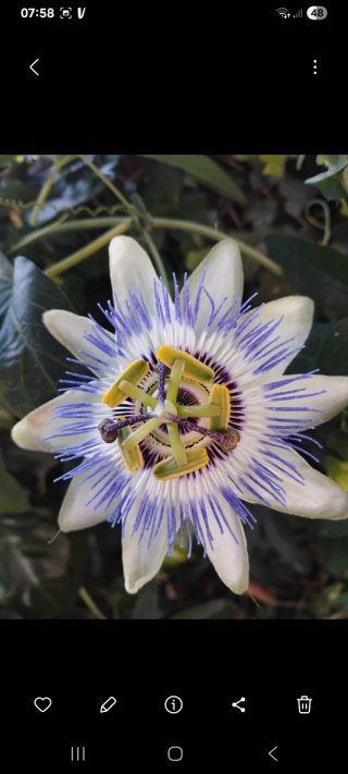 Pianta di Passiflora in vaso