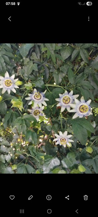 Pianta di Passiflora in vaso