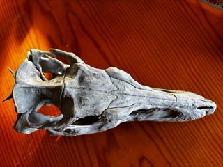 Craneo Tiranosaurio Rex Réplica