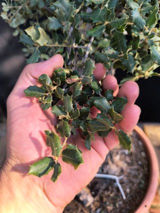 bonsai quercus ilex