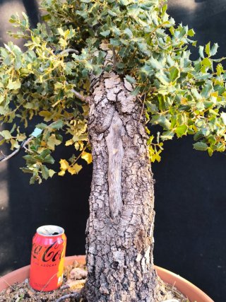 bonsai quercus ilex