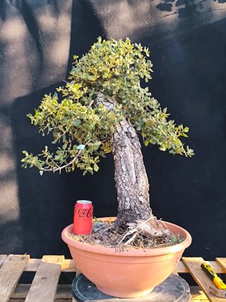 bonsai quercus ilex