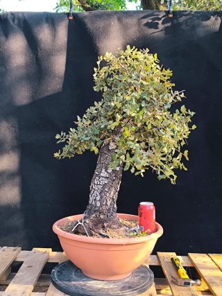 bonsai quercus ilex