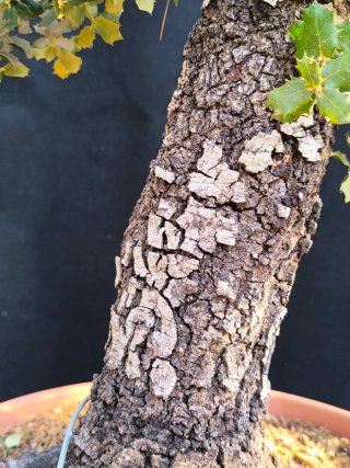 bonsai quercus ilex