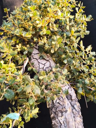 bonsai quercus ilex
