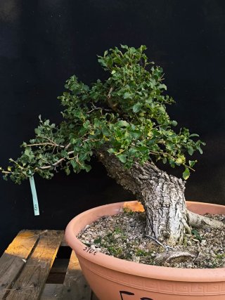 bonsai roble quercus