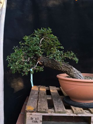 bonsai roble quercus