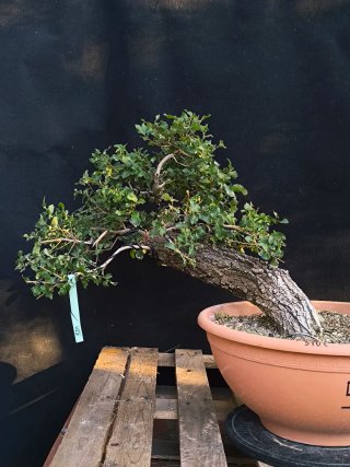 bonsai roble quercus