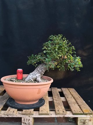 bonsai roble quercus