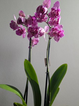 Phalaenopsis peloric en plena floracion
