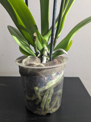 Phalaenopsis peloric en plena floracion