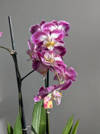 Phalaenopsis Anastasia en floracion