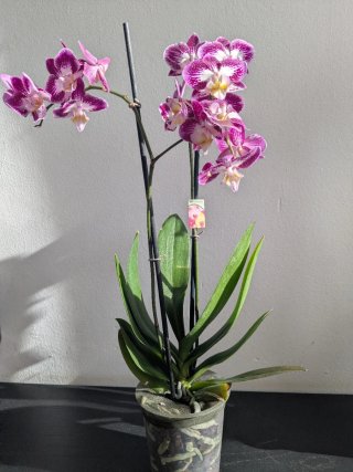 Phalaenopsis Anastasia en floracion