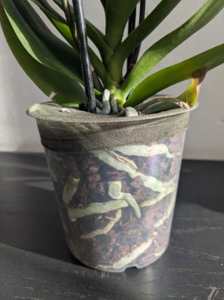 Phalaenopsis Anastasia en floracion