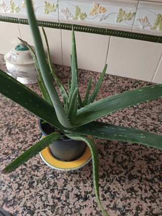Planta Aloe Vera en maceta