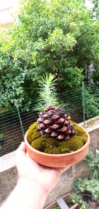 Mini bonsai pino su pigna