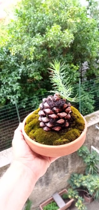 Mini bonsai pino su pigna