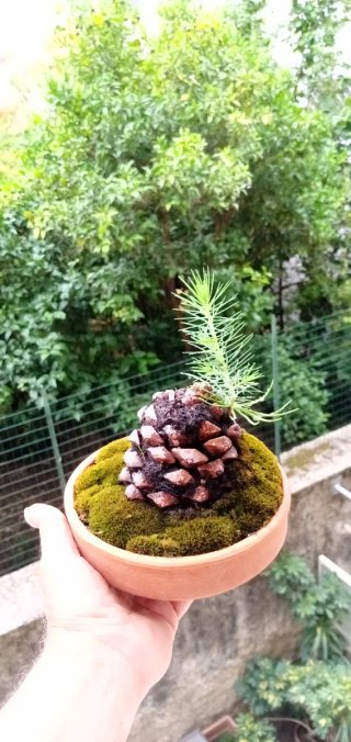 Mini bonsai pino su pigna