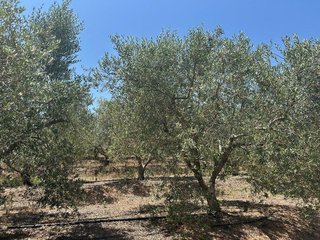 Casa rural en venta en Sot de Ferrer