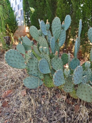 Opuntia phaecantha