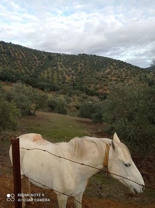 Casa rural en venta en Villanueva de Córdoba