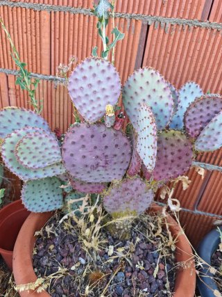 Opuntia Santa Rita Cactus Morado