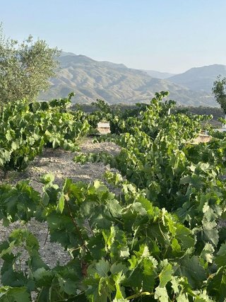 Cortijo en venta en Somontín