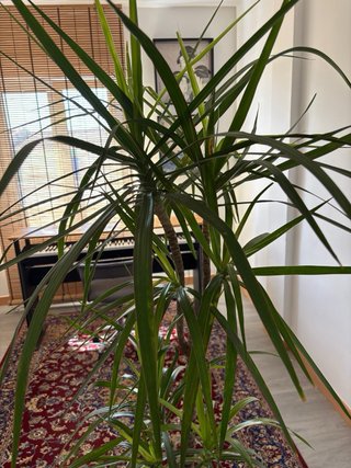 Dracaena Marginata Planta Palmera