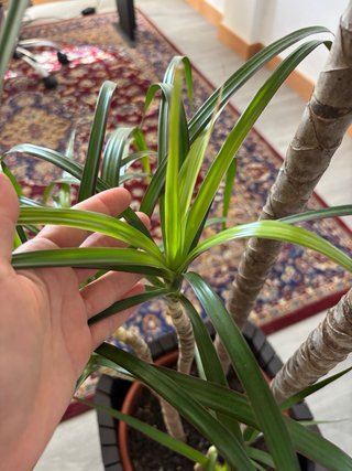 Dracaena Marginata Planta Palmera