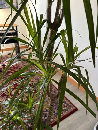 Dracaena Marginata Planta Palmera