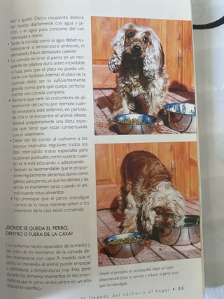 Cocker Historia, Higiene, Alimentación, Educaci...