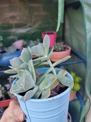Planta Suculenta Híbrida Letizia Secunda
