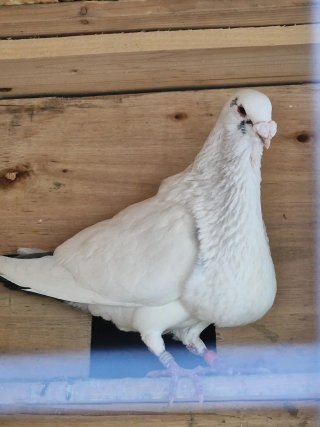 Jaula para palomas