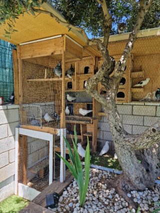 Jaula para palomas