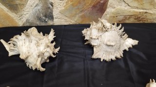 5 Caracolas Antiguas Murex y Casco