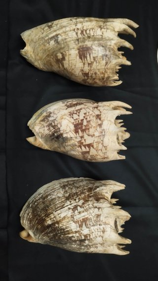5 Caracolas Antiguas Murex y Casco