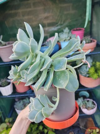 Roseta Planta Suculenta Híbrida Letizia Secunda