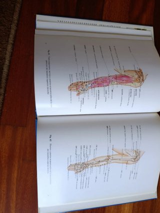 Atlas de los puntos acupunturales por sectores ...