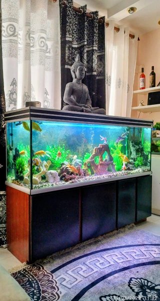 Acuario 150cm x 40x60 se vende acuario filtro